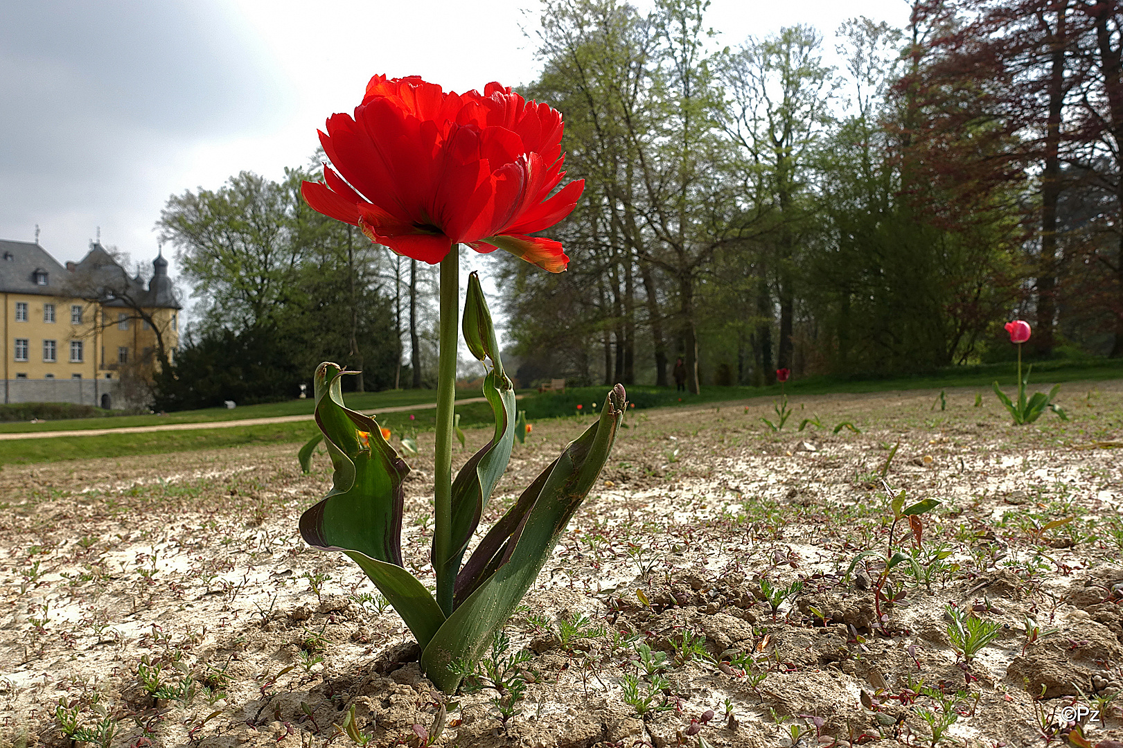 Besuch in Schloss Dyck: Einsame Tulpenblüten ...