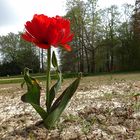 Besuch in Schloss Dyck: Einsame Tulpenblüten ...