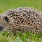 Besuch in unserem Garten