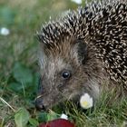 Besuch in unserem Garten