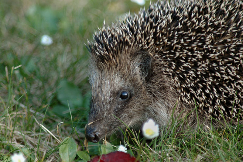 Besuch in unserem Garten