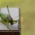 Besuch in unserem Garten