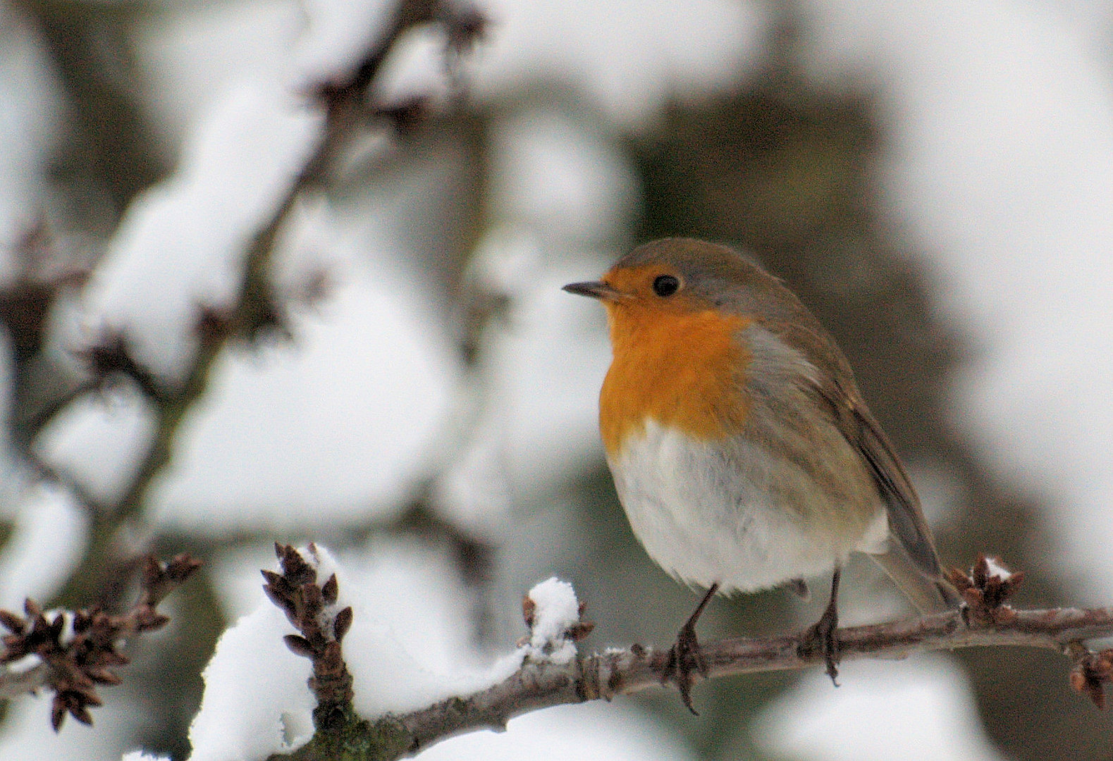 Besuch in unserem Garten Foto & Bild tiere, wildlife, wild lebende