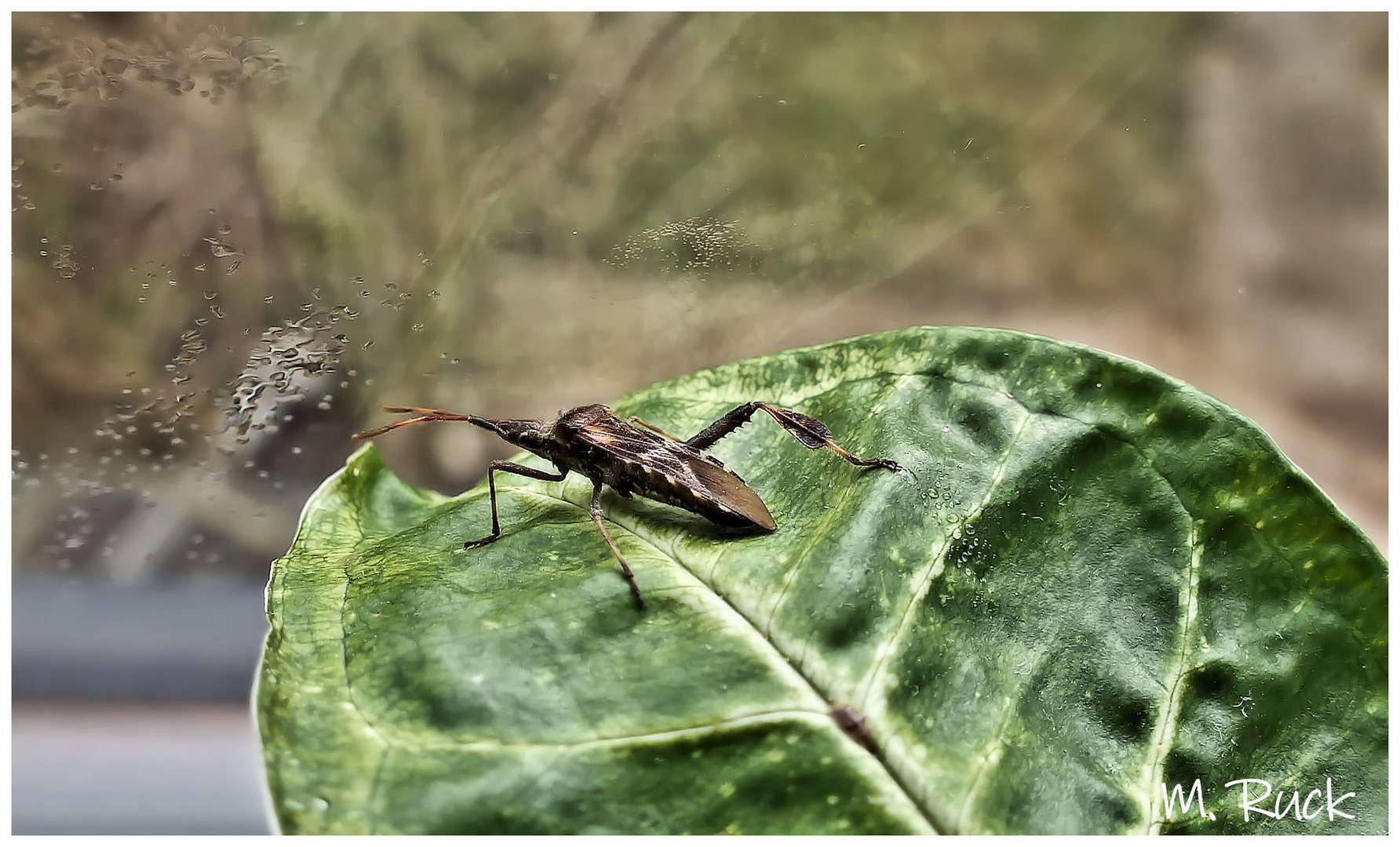 Besuch in unserem Wintergarten 