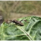 Besuch in unserem Wintergarten 