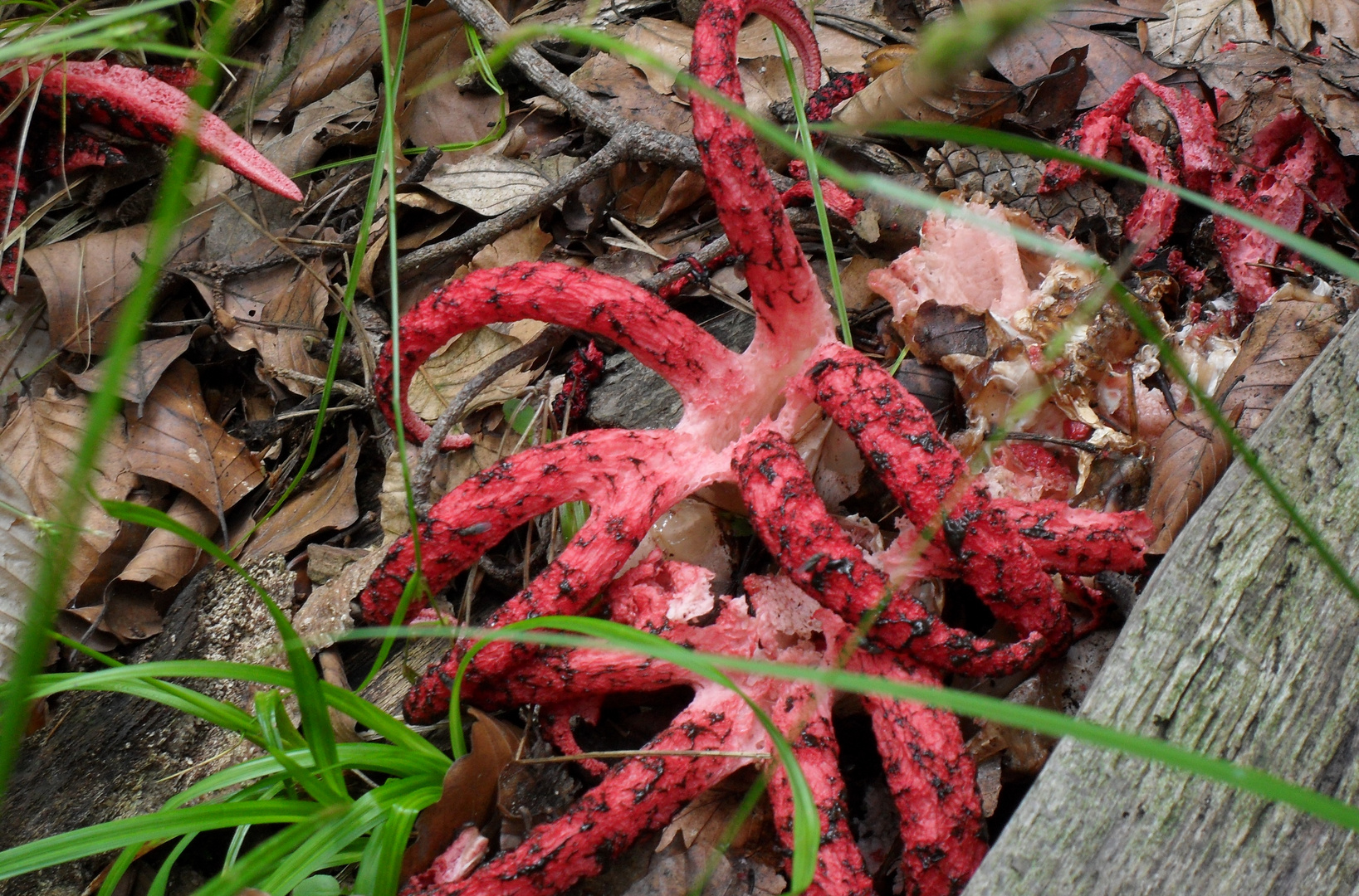 Besuch in unseren Wald