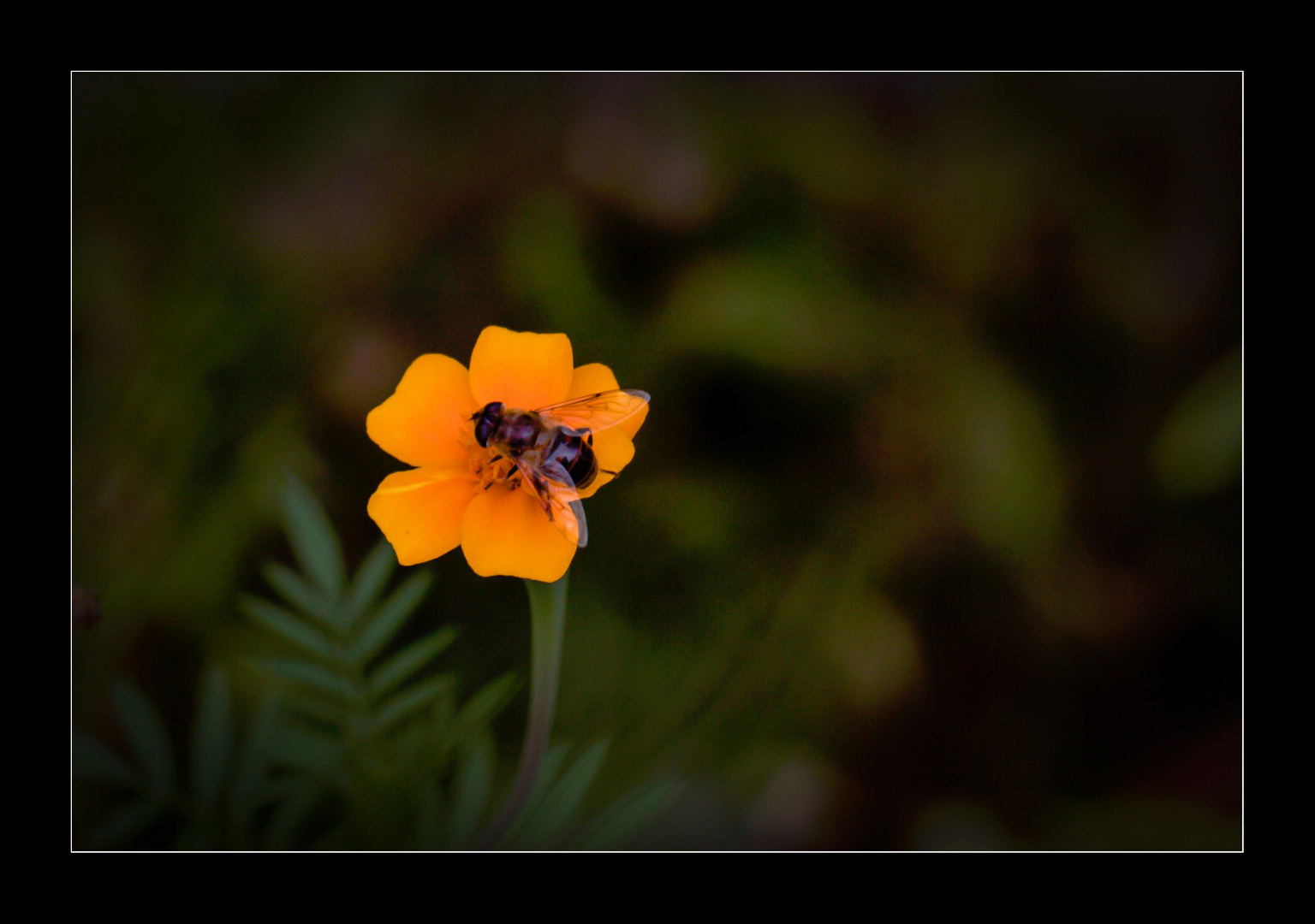 Besuch in unserer Blumenwiese.