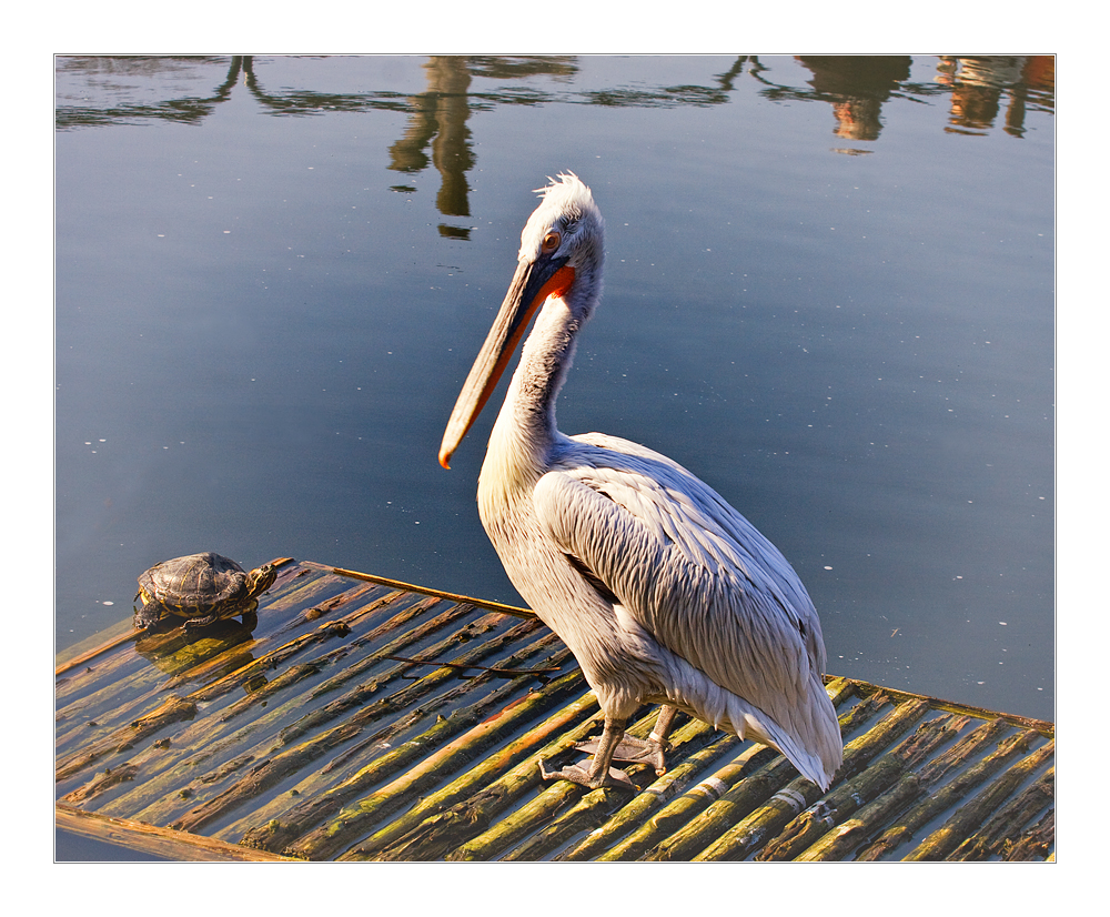 Besuch kommt