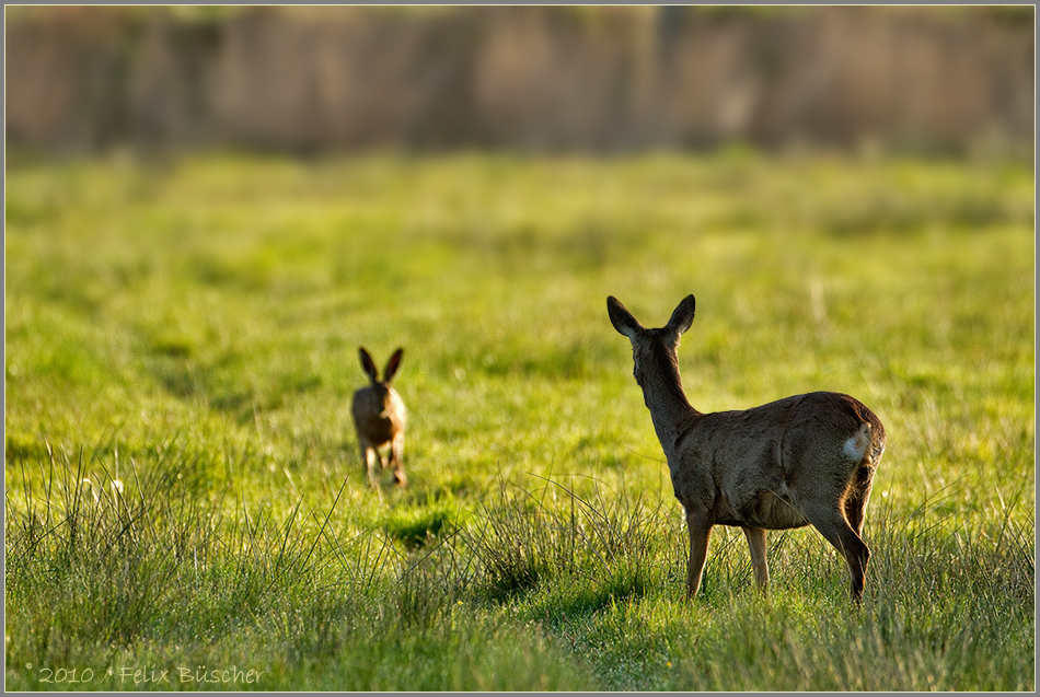 Besuch kommt oft am Sonntag