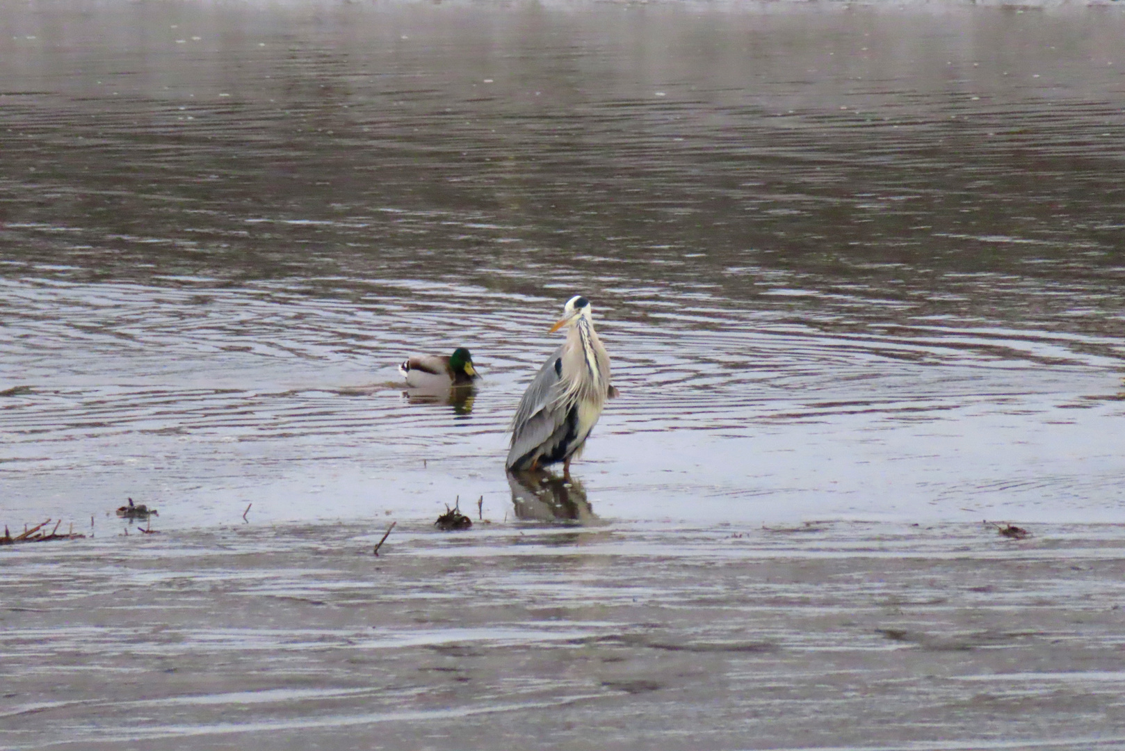Besuch kommt vorbei Foto &amp; Bild | world, outdoor, wasser Bilder auf ...