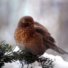 Besuch meiner Amsel Hermine