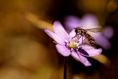 Besuch mit dem letzten Sonnenstahl