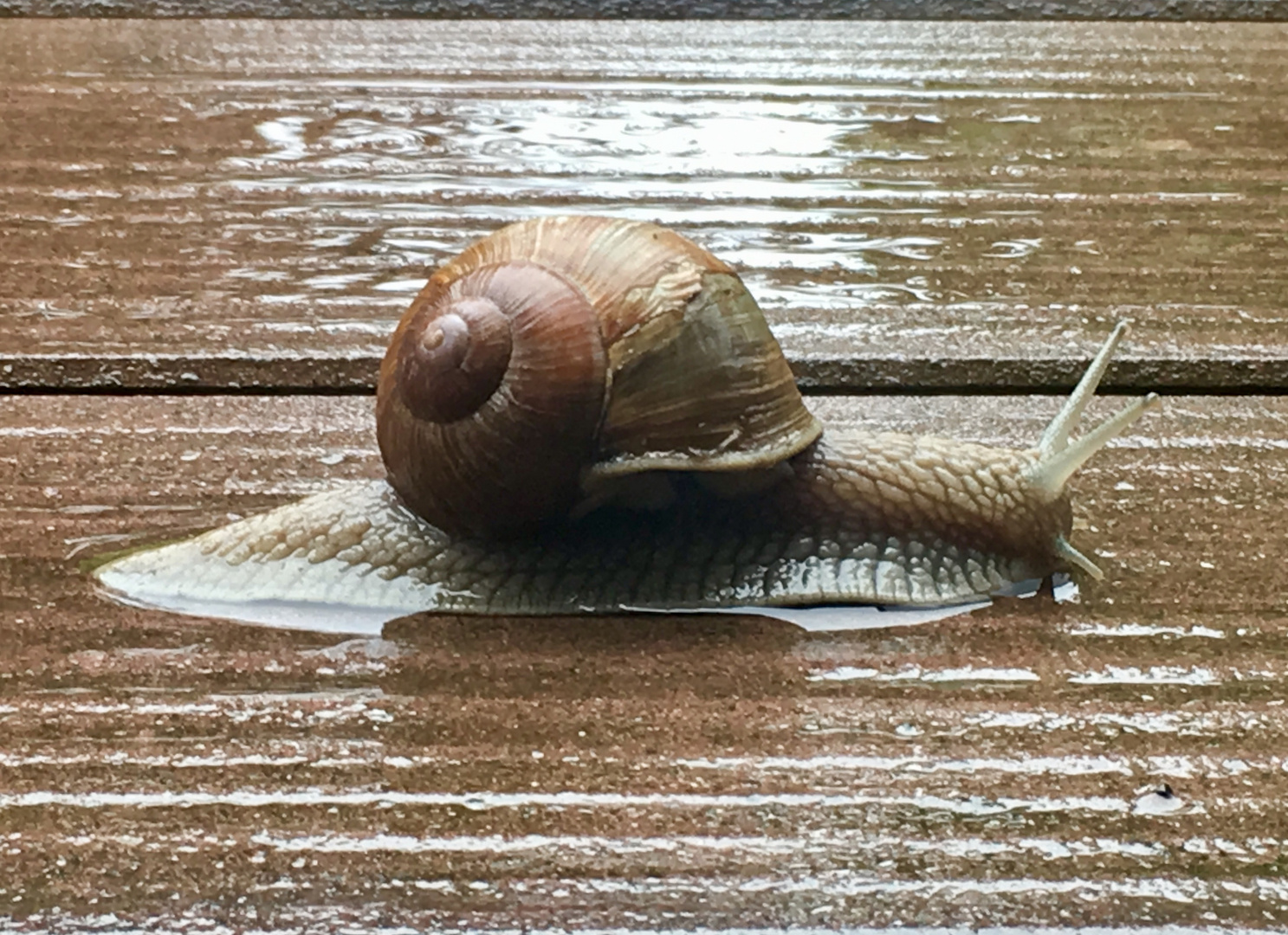 Besuch mit Eigenheim auf der regennassen Terrasse