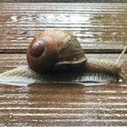 Besuch mit Eigenheim auf der regennassen Terrasse