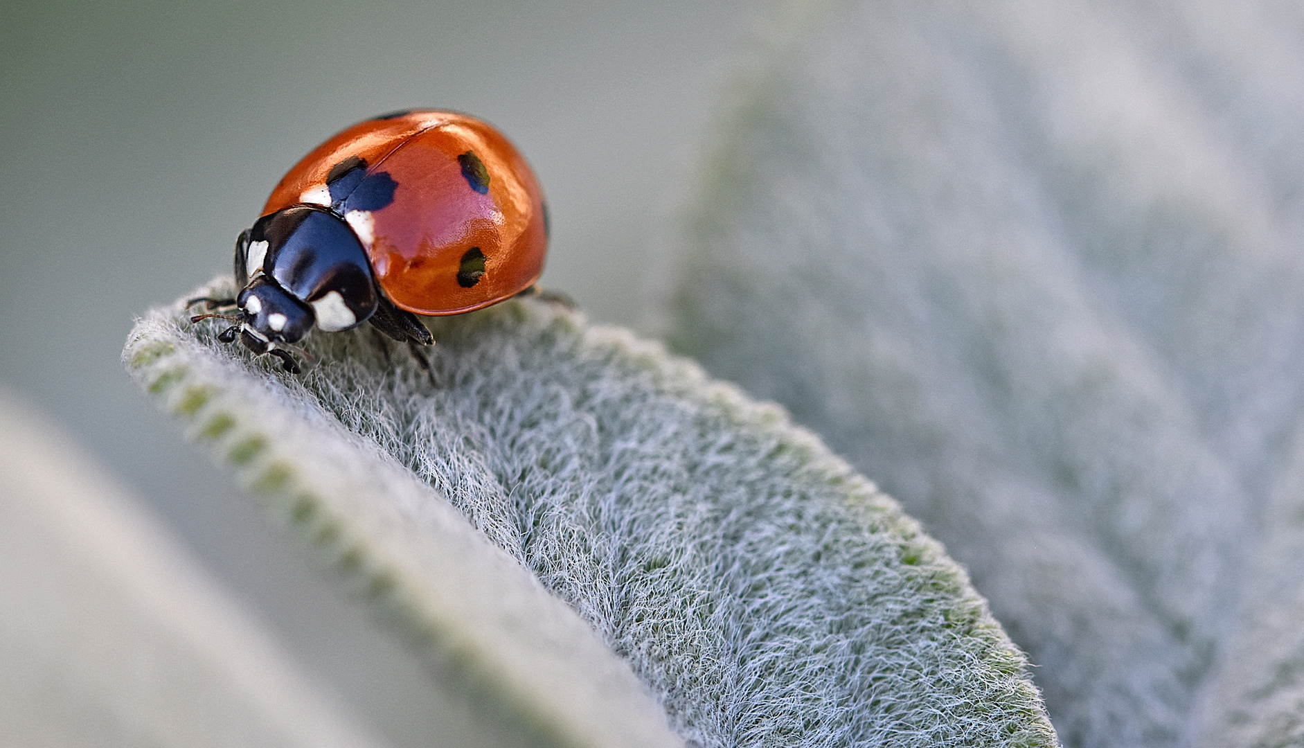 Besuch mit Herz