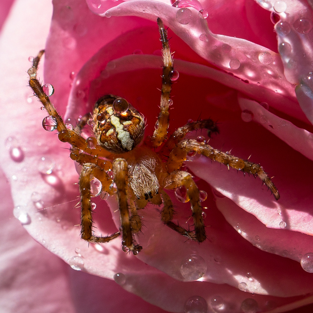 Besuch nach dem Regen