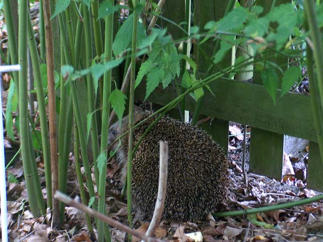 Besuch oder neuer Gartenbewohner?