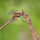 Besuch um Garten