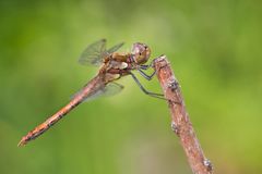 Besuch um Garten