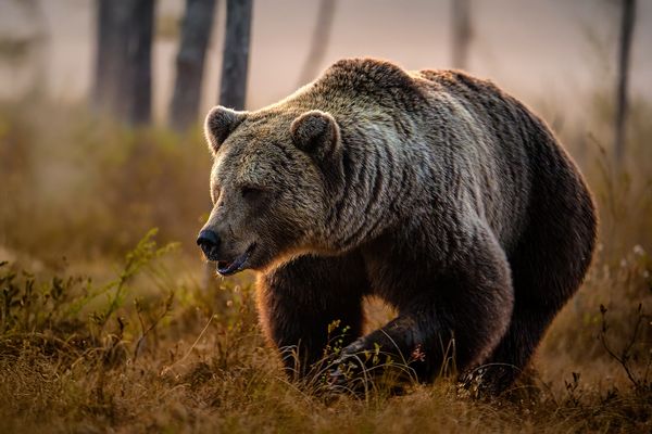 Besuch um Mitternacht.