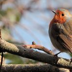 BESUCH UNTER FREUNDEN