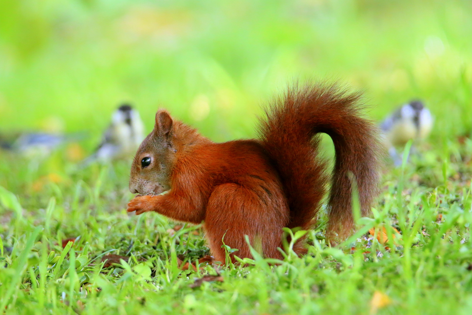 Besuch unterm Futterhäuschen