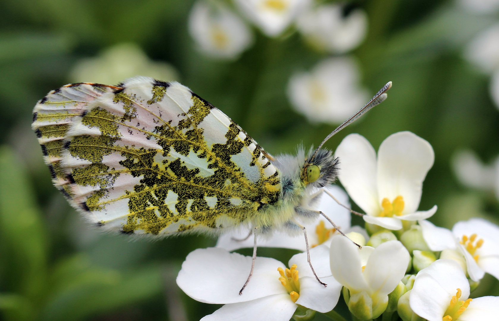 Besuch vom Aurorafalter...