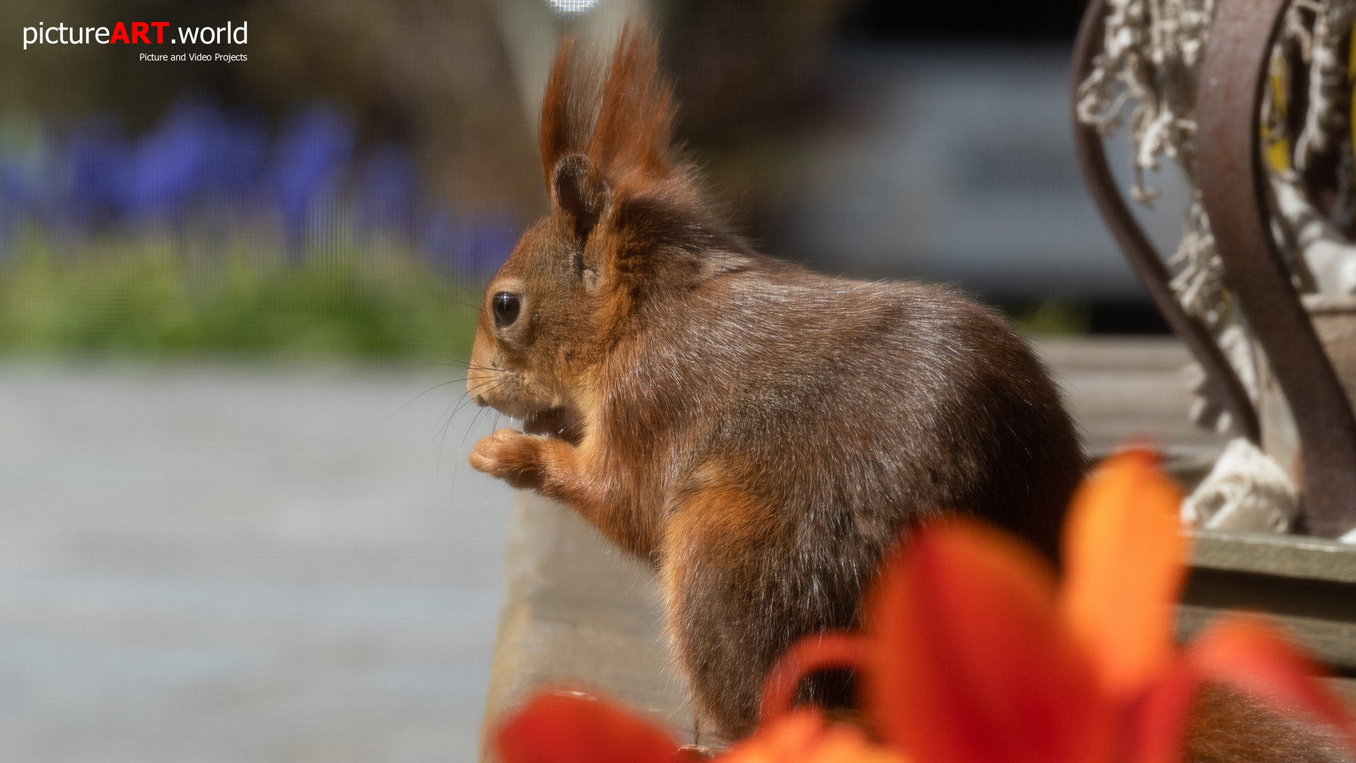 Besuch vom Eichhörnchen