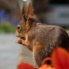 Besuch vom Eichhörnchen