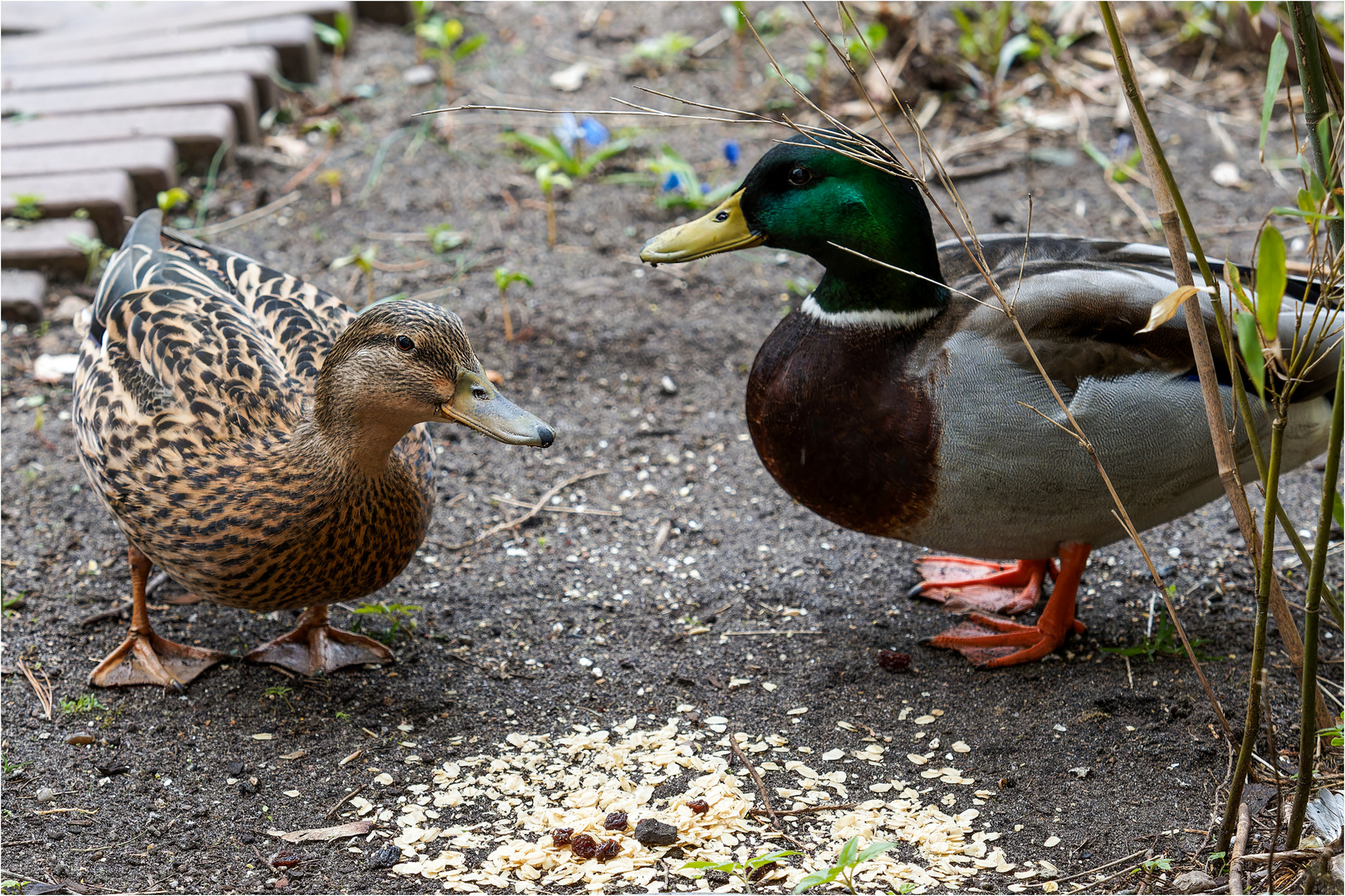 Besuch vom Entenpaar  .....