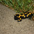 Besuch vom Feuersalamander