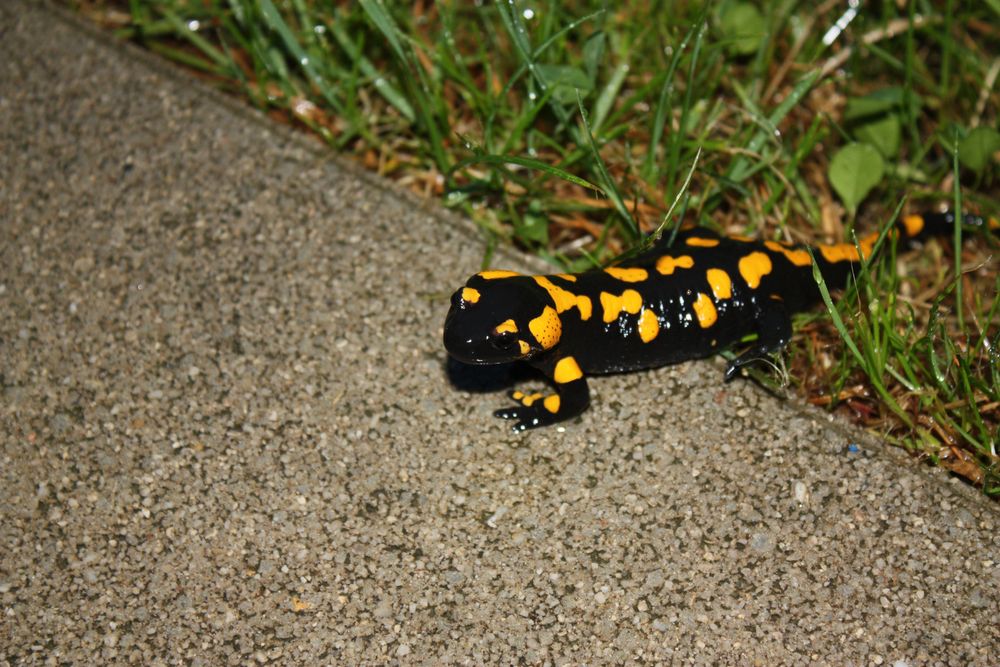 Besuch vom Feuersalamander