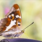 Besuch vom Großen Schillerfalter