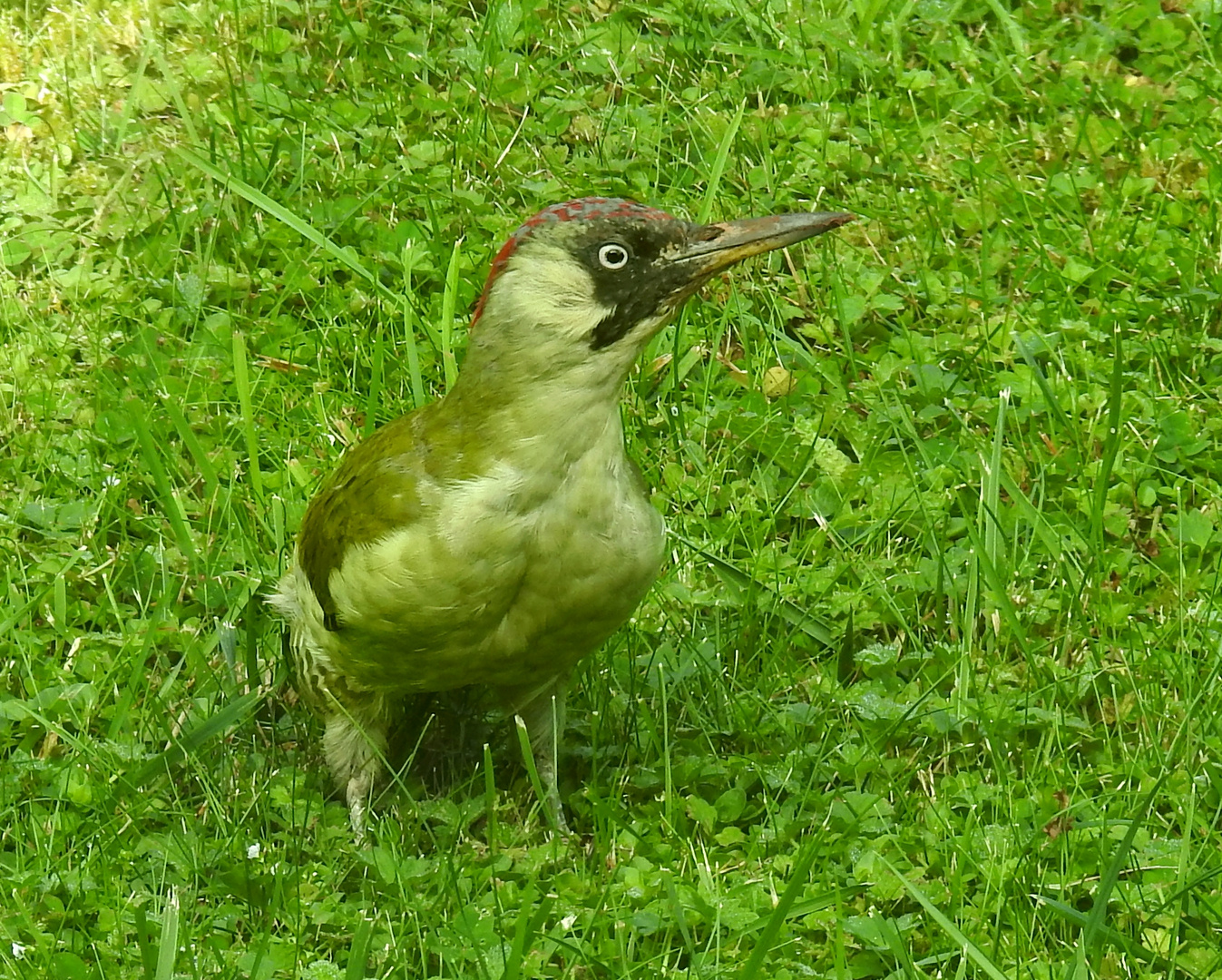 Besuch vom Grünspecht