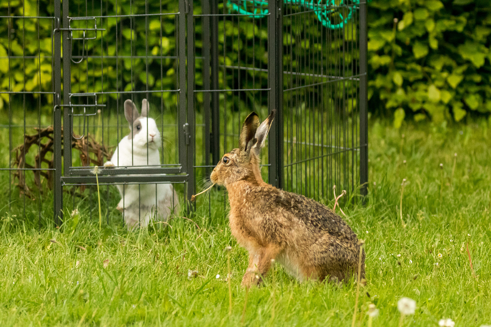 Besuch vom Hasen