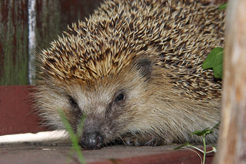 Besuch vom Igel