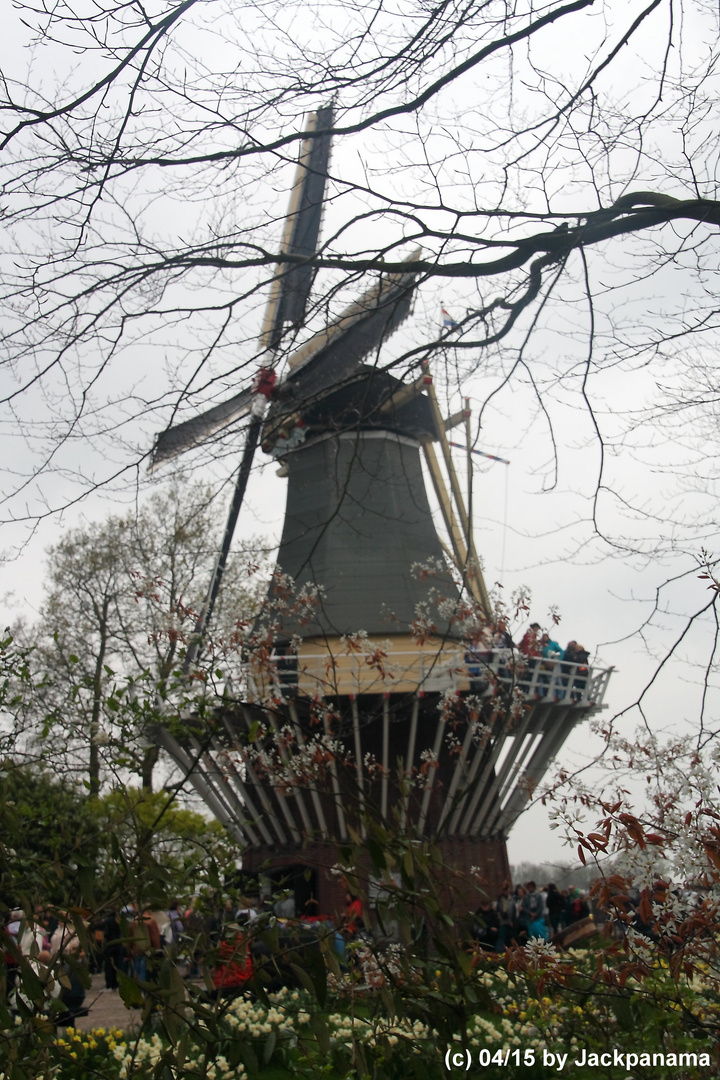 Besuch vom Keukenhof / Holland 10