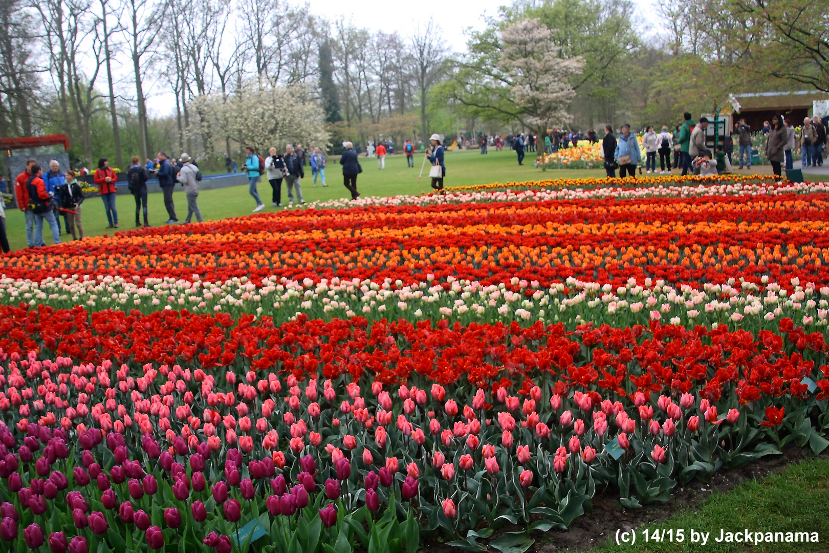 Besuch vom Keukenhof / Holland 8