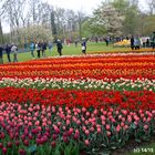 Besuch vom Keukenhof / Holland 8