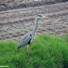 Besuch vom Keukenhof / Holland (Fischreiher auf Beobachtungstour)