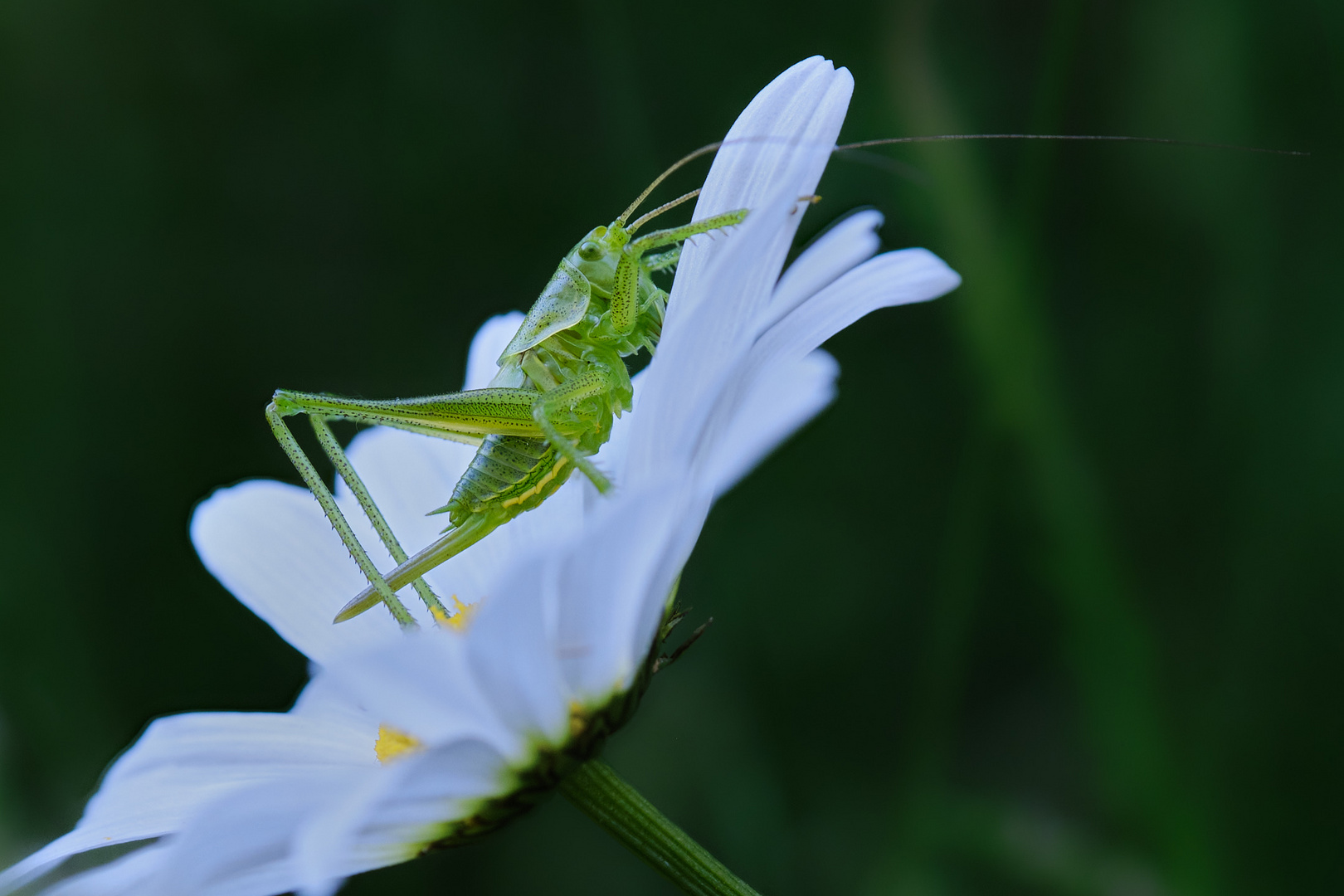 Besuch vom kleinen grünen Männchen ...