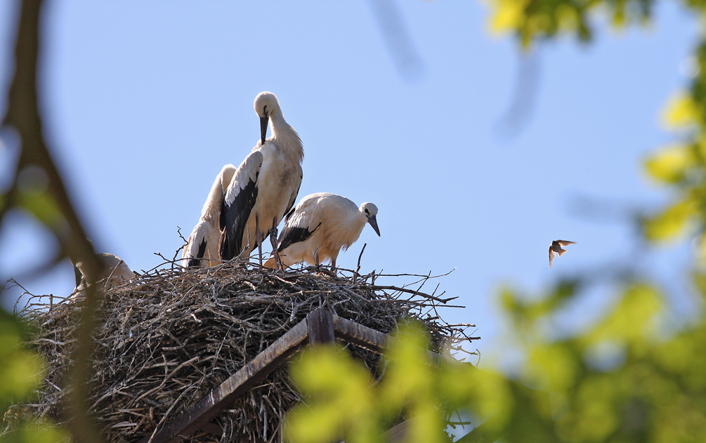 BESUCH VOM "KLEINEN VETTER"...