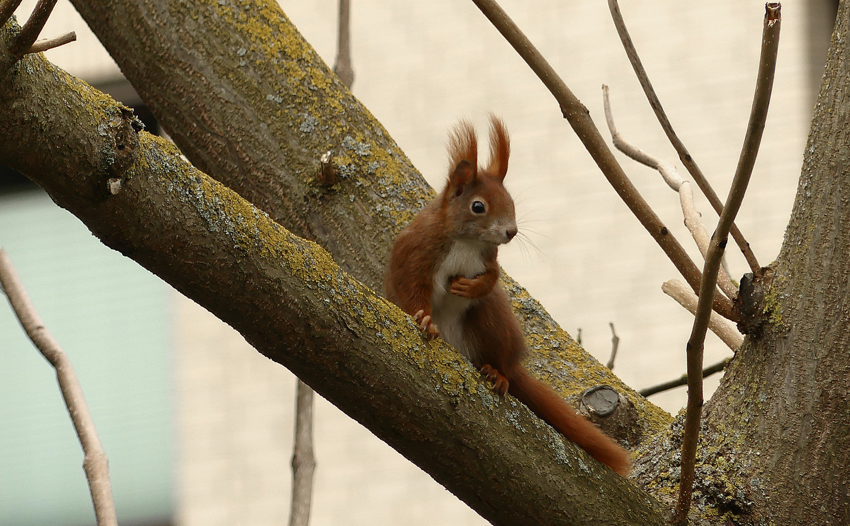 Besuch vom Kobold 