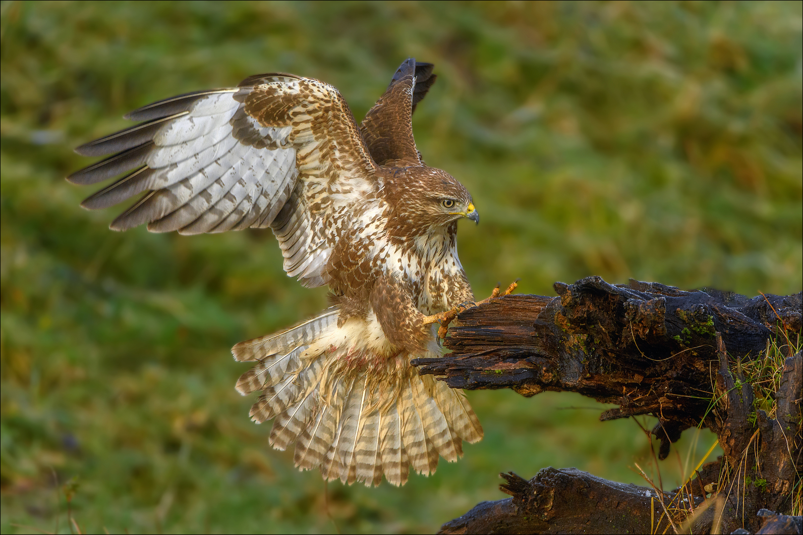 Besuch vom Mäusebussard