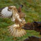 Besuch vom Mäusebussard