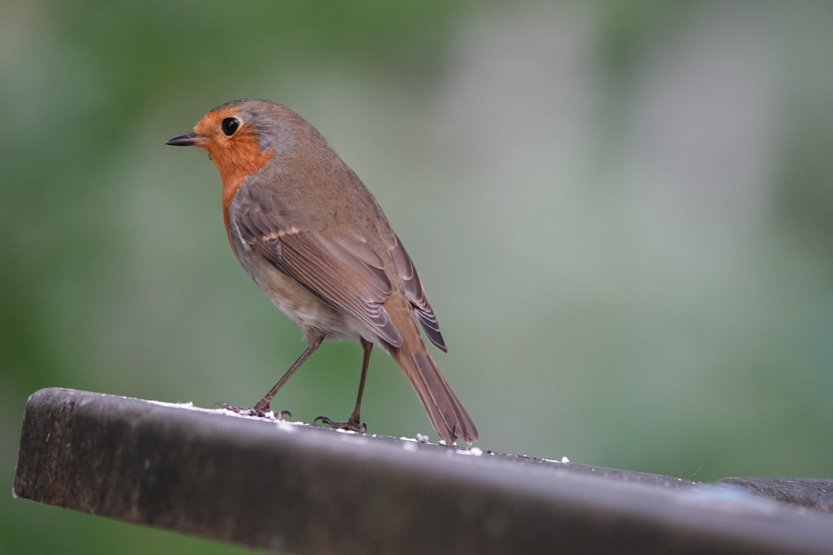 Besuch vom Rotbrüstchen