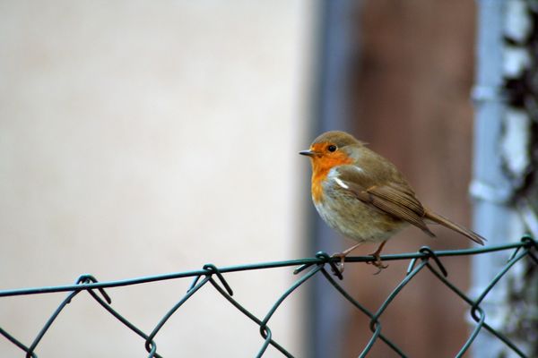 Besuch vom Rotkehlchen