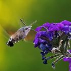 Besuch vom Taubenschwänzchen