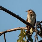 Besuch vom Vogel des Jahres 1988