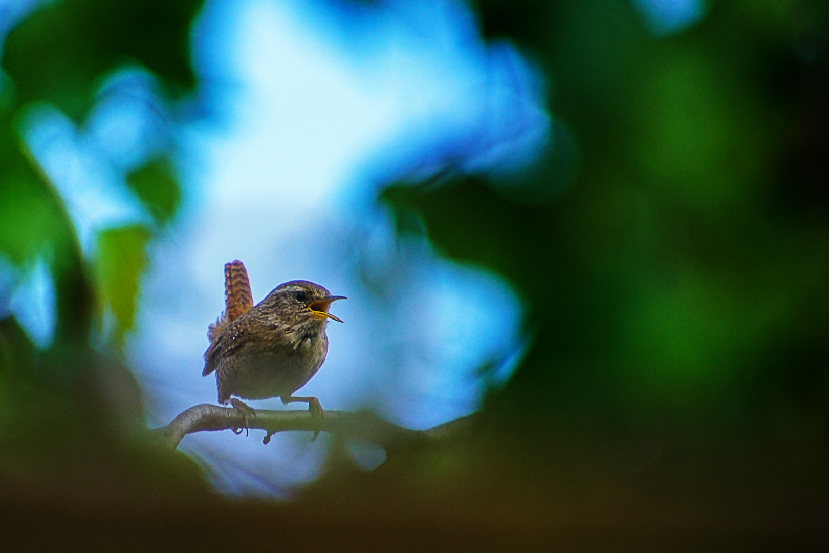 Besuch vom Zaunkönig